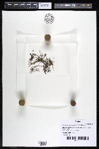Noveloa coulteriana image