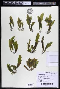 Marathrum utile image