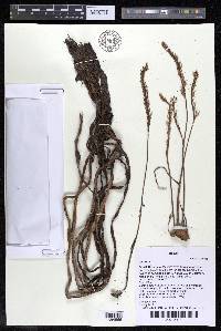 Mourera monadelpha image