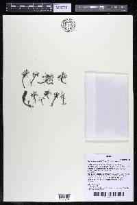 Podostemum distichum image
