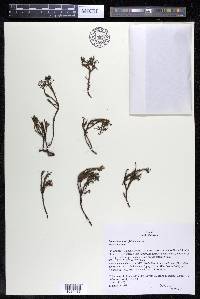 Podostemum rutifolium subsp. rutifolium image