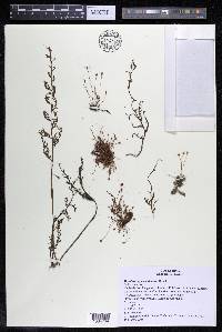 Marathrum foeniculaceum image