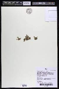 Castelnavia princeps image