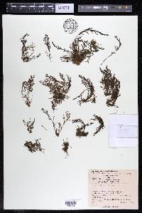 Marathrum foeniculaceum image