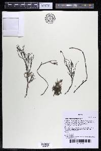 Podostemum comatum image