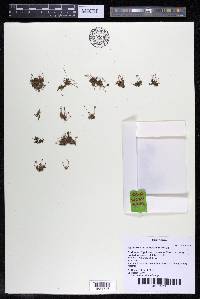 Lophogyne aeruginosa image