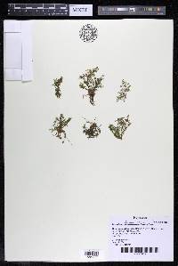 Marathrum foeniculaceum image