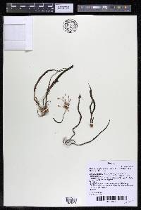 Marathrum plumosum image