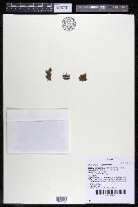 Podostemum muelleri image