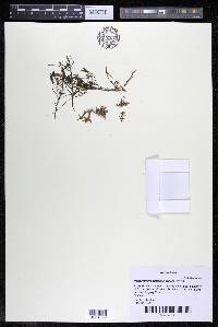 Podostemum distichum image