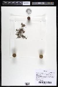 Noveloa coulteriana image