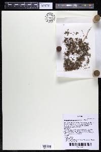 Podostemum distichum image