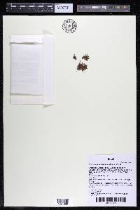 Podostemum distichum image