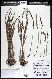 Mourera monadelpha image