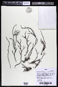 Podostemum distichum image