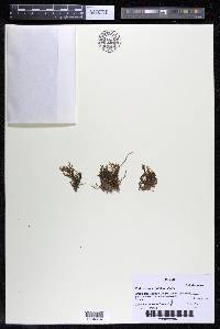 Podostemum rutifolium subsp. rutifolium image