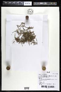 Podostemum rutifolium subsp. rutifolium image