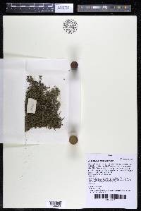 Podostemum rutifolium subsp. rutifolium image