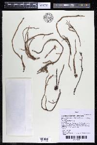 Podostemum distichum image