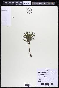 Weddellina squamulosa image