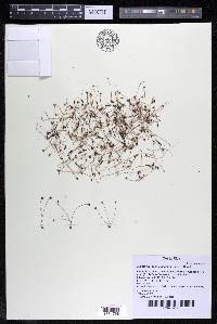Marathrum foeniculaceum image