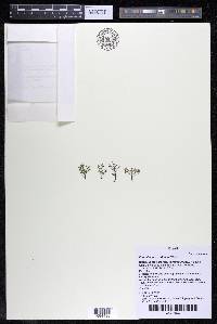 Podostemum rutifolium subsp. rutifolium image