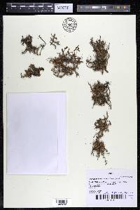 Podostemum distichum image