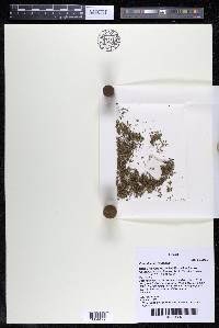 Podostemum rutifolium subsp. rutifolium image