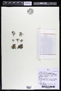 Podostemum distichum image