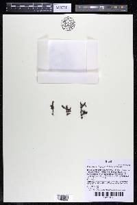 Podostemum irgangii image