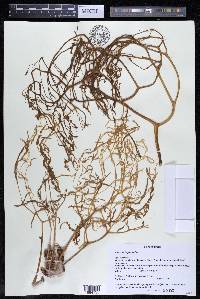 Wettsteiniola pinnata image