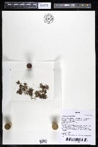 Podostemum rutifolium subsp. rutifolium image