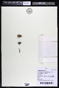 Podostemum rutifolium subsp. rutifolium image
