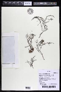 Podostemum comatum image
