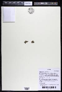 Podostemum muelleri image