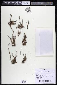 Podostemum distichum image