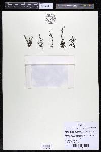 Noveloa coulteriana image