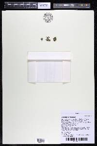 Podostemum rutifolium subsp. rutifolium image