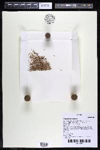 Podostemum rutifolium subsp. rutifolium image