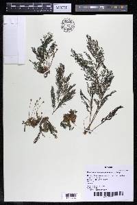 Marathrum foeniculaceum image