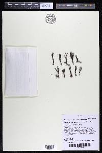 Podostemum distichum image