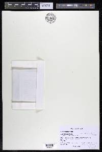 Mourera aspera image
