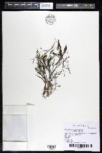 Podostemum rutifolium subsp. rutifolium image