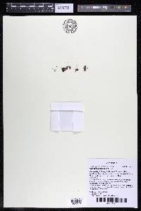 Lophogyne aeruginosa image
