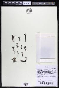 Podostemum distichum image