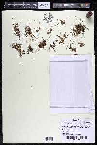 Marathrum foeniculaceum image