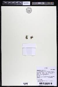 Podostemum muelleri image
