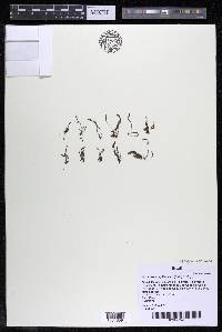 Lophogyne capillacea image