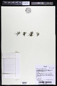 Podostemum rutifolium subsp. rutifolium image