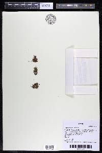 Podostemum rutifolium subsp. rutifolium image